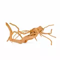 Korze� Spider do akwarium / terrarium 26-65cm