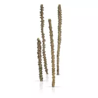Korzenie POINT WOOD (sztuka) - rozmiar 43-48cm