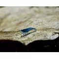 Krewetka Blue Diamond