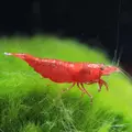 Krewetka Sakura Red  - Neocaridina davidi var. Red Sakura