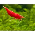Krewetka Sakura Red  - Neocaridina davidi var. Red Sakura