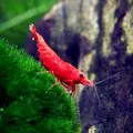 Krewetka Sakura Red  - Neocaridina davidi var. Red Sakura