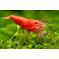 Krewetka Sakura Red  - Neocaridina davidi var. Red Sakura