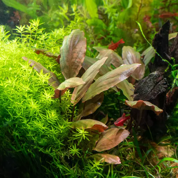 Lagenandra meeboldii red - RA koszyk XXL