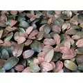 Lagenandra meeboldii Red - TROPICA (koszyk)