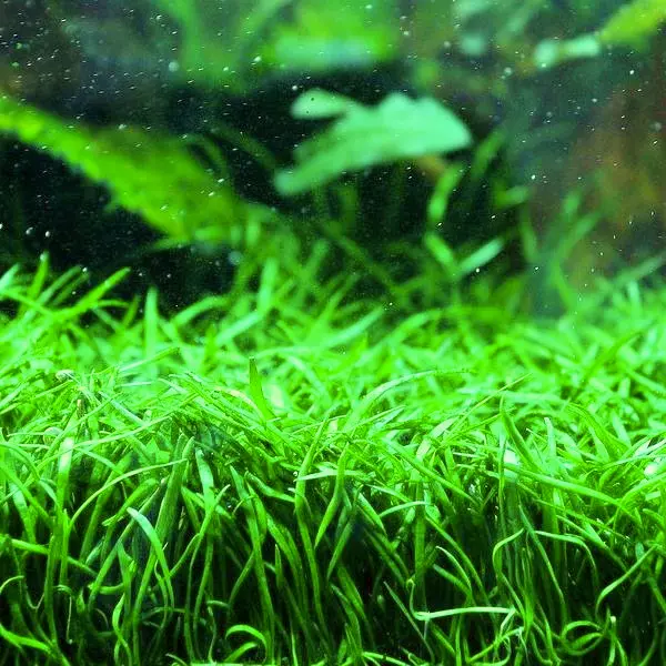 Lilaeopsis Brasilensis - RA koszyk XXL