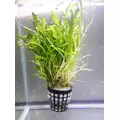 Lilaeopsis Brasilensis - RA koszyk XXL