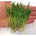 Lilaeopsis Brasilensis - RA koszyk XXL