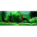 Lilaeopsis Brasilensis - RA koszyk XXL