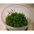 Lilaeopsis brasiliensis (in-vitro) puszka 10cm XXL