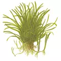 Lilaeopsis brasiliensis - TROPICA (koszyk)