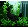 Lilaeopsis brasiliensis - TROPICA (koszyk)