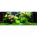 Lilaeopsis brasiliensis - TROPICA (koszyk)