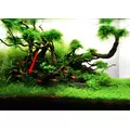 Lilaeopsis brasiliensis - TROPICA (koszyk)