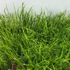 Lilaeopsis mauritiana - RA koszyk XXL