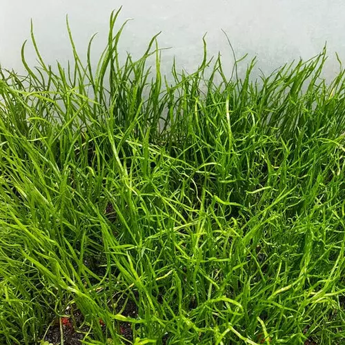 Lilaeopsis mauritiana - RA koszyk XXL
