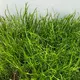 Lilaeopsis mauritiana - RA koszyk XXL