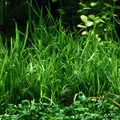 Lilaeopsis mauritiana - RA koszyk XXL