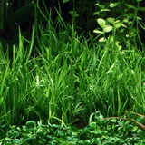 Lilaeopsis mauritiana - RA koszyk XXL