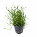 Lilaeopsis mauritiana - RA koszyk XXL