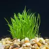 Lilaeopsis New Zeland - RA koszyk