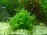Lilaeopsis New Zeland - RA koszyk
