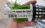 Lilaeopsis New Zeland - RA koszyk