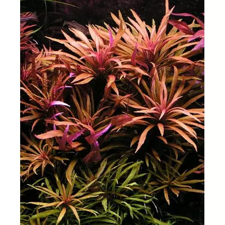 Limnophila aromatica - RA koszyk du�y XXL