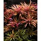 Limnophila aromatica - RA koszyk du�y XXL
