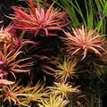 Limnophila aromatica - RA koszyk du�y XXL
