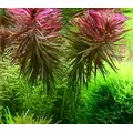Limnophila aromatica - RA koszyk du�y XXL