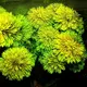 Limnophila sessiliflora - RA koszyk du�y XXL