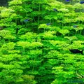 Limnophila sessiliflora - RATAJ (koszyk)