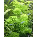 Limnophila sessiliflora - RATAJ (koszyk)