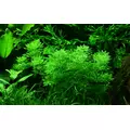 Limnophila sessiliflora - RATAJ (koszyk)