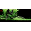Limnophila sessiliflora - RATAJ (koszyk)