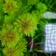 Limnophila sessiliflora - TROPICA (koszyk)
