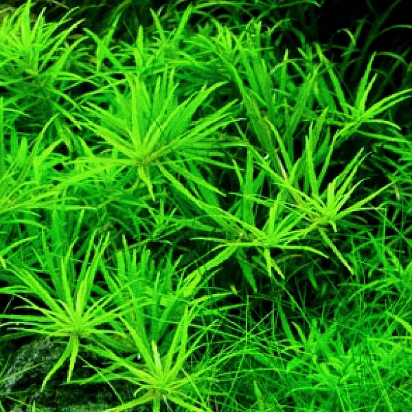 Limnophila vietnam mini - RA koszyk du�y XXL