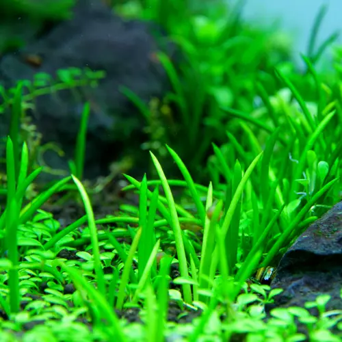 Litorella uniflora - RA koszyk XXL