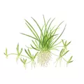 Litorella uniflora - RA koszyk XXL