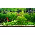 Lobelia cardinalis - RA koszyk XXL