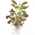 Lobelia cardinalis - TROPICA (koszyk)