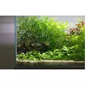 Lobelia cardinalis - TROPICA (koszyk)