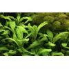 Lobelia cardinalis - TROPICA (koszyk)