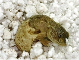 Lucky Reptile HatchRite 2l