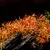Ludwigia arcuata - in-vitro Aqua Art