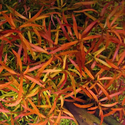 Ludwigia arcuata - RA koszyk XXL