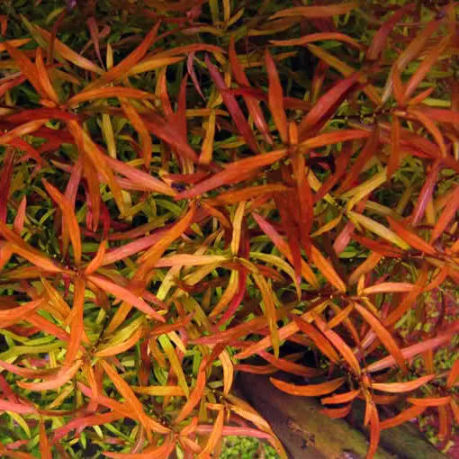 Ludwigia arcuata - RA koszyk XXL