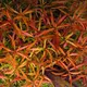 Ludwigia arcuata - RA koszyk XXL
