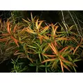 Ludwigia arcuata - RA koszyk XXL